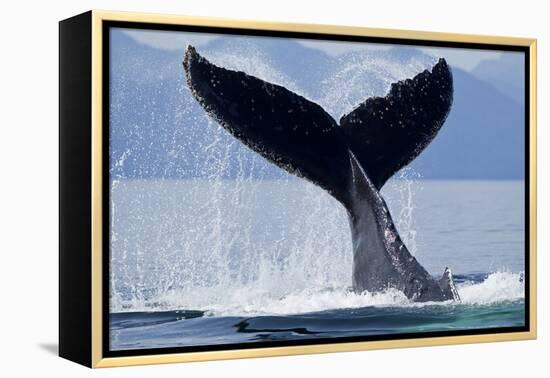Tail Slapping Humpback Whale, Alaska-Paul Souders-Framed Premier Image Canvas