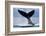 Tail Slapping Humpback Whale, Alaska-Paul Souders-Framed Photographic Print