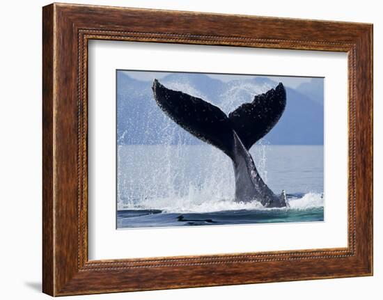 Tail Slapping Humpback Whale, Alaska-Paul Souders-Framed Photographic Print