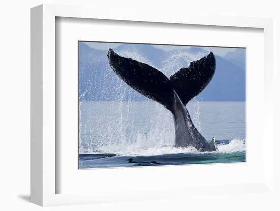 Tail Slapping Humpback Whale, Alaska-Paul Souders-Framed Photographic Print