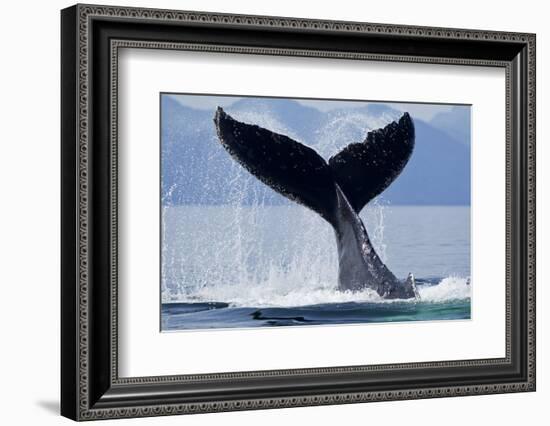 Tail Slapping Humpback Whale, Alaska-Paul Souders-Framed Photographic Print