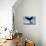 Tail Slapping Humpback Whale, Alaska-Paul Souders-Photographic Print displayed on a wall