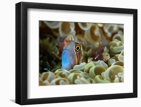 Tail-spot blenny peering out from amongst the coral-Magnus Lundgren-Framed Photographic Print