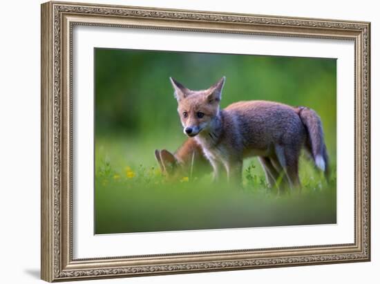 Tail to Tail-Marco Redaelli-Framed Giclee Print