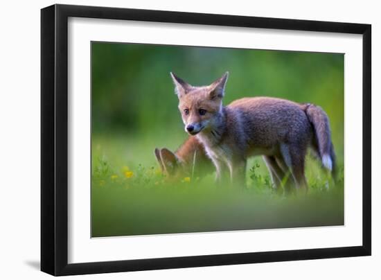 Tail to Tail-Marco Redaelli-Framed Giclee Print