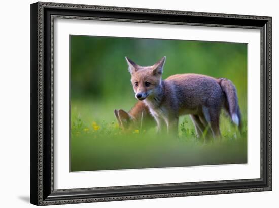 Tail to Tail-Marco Redaelli-Framed Giclee Print