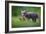 Tail to Tail-Marco Redaelli-Framed Giclee Print