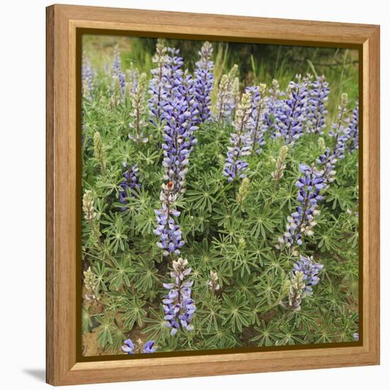 Tailcup Lupines, Cerrososo Canyon, New Mexico-Maresa Pryor-Framed Premier Image Canvas