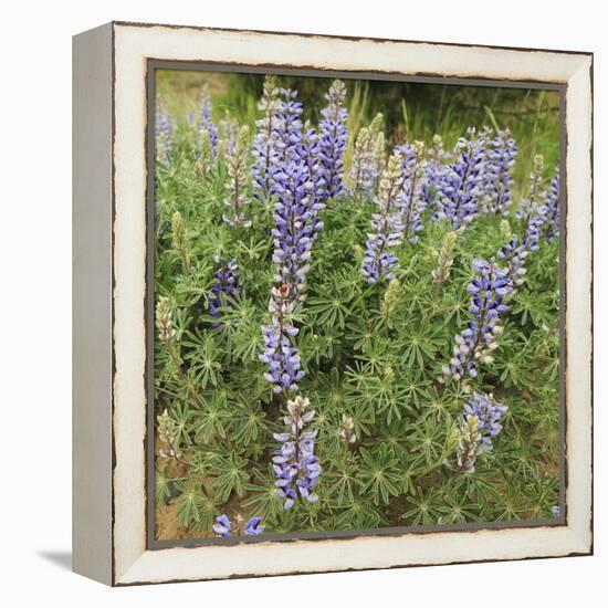 Tailcup Lupines, Cerrososo Canyon, New Mexico-Maresa Pryor-Framed Premier Image Canvas