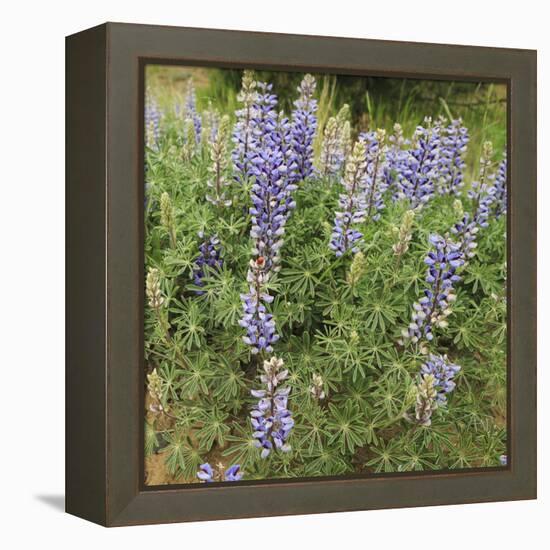 Tailcup Lupines, Cerrososo Canyon, New Mexico-Maresa Pryor-Framed Premier Image Canvas