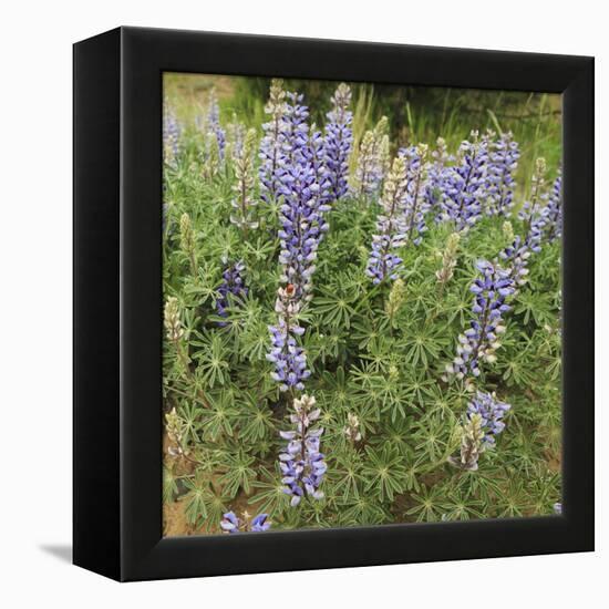 Tailcup Lupines, Cerrososo Canyon, New Mexico-Maresa Pryor-Framed Premier Image Canvas