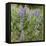 Tailcup Lupines, Cerrososo Canyon, New Mexico-Maresa Pryor-Framed Premier Image Canvas