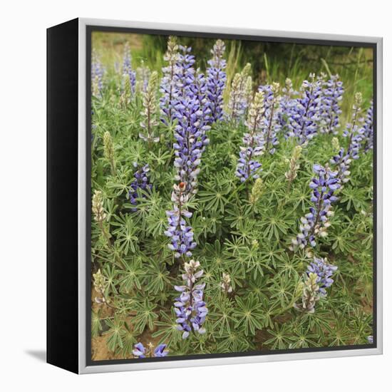 Tailcup Lupines, Cerrososo Canyon, New Mexico-Maresa Pryor-Framed Premier Image Canvas