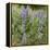 Tailcup Lupines, Cerrososo Canyon, New Mexico-Maresa Pryor-Framed Premier Image Canvas