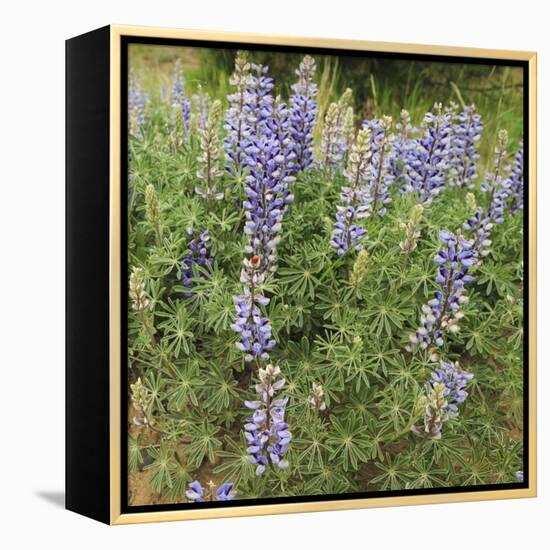 Tailcup Lupines, Cerrososo Canyon, New Mexico-Maresa Pryor-Framed Premier Image Canvas