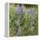 Tailcup Lupines, Cerrososo Canyon, New Mexico-Maresa Pryor-Framed Premier Image Canvas