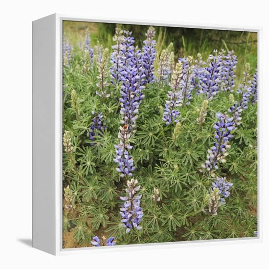 Tailcup Lupines, Cerrososo Canyon, New Mexico-Maresa Pryor-Framed Premier Image Canvas