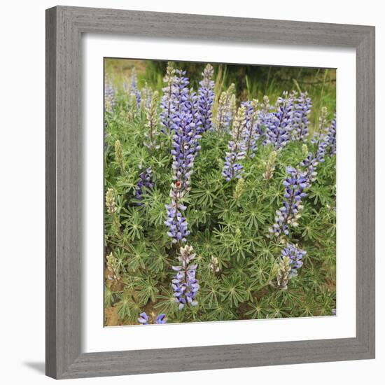 Tailcup Lupines, Cerrososo Canyon, New Mexico-Maresa Pryor-Framed Photographic Print