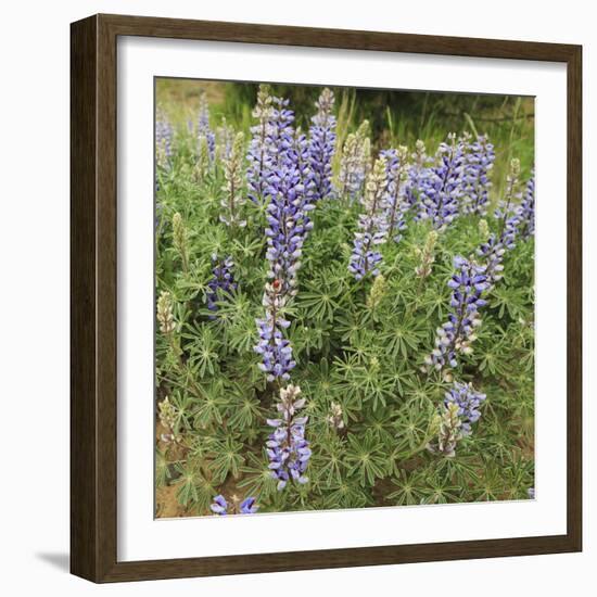 Tailcup Lupines, Cerrososo Canyon, New Mexico-Maresa Pryor-Framed Photographic Print