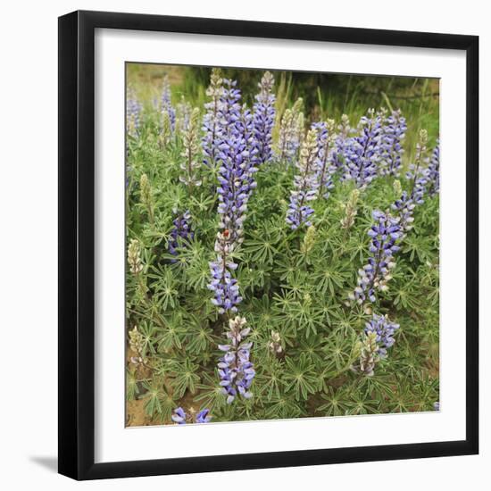 Tailcup Lupines, Cerrososo Canyon, New Mexico-Maresa Pryor-Framed Photographic Print