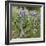 Tailcup Lupines, Cerrososo Canyon, New Mexico-Maresa Pryor-Framed Photographic Print