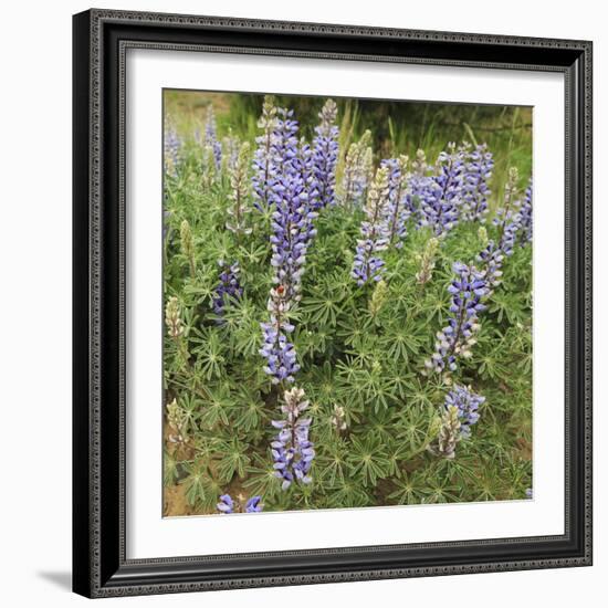 Tailcup Lupines, Cerrososo Canyon, New Mexico-Maresa Pryor-Framed Photographic Print