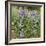 Tailcup Lupines, Cerrososo Canyon, New Mexico-Maresa Pryor-Framed Photographic Print