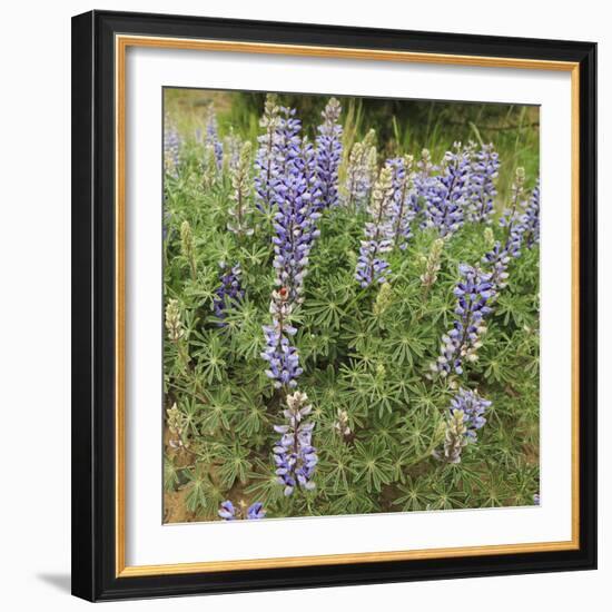 Tailcup Lupines, Cerrososo Canyon, New Mexico-Maresa Pryor-Framed Photographic Print