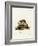 Tailless Tenrec-null-Framed Giclee Print