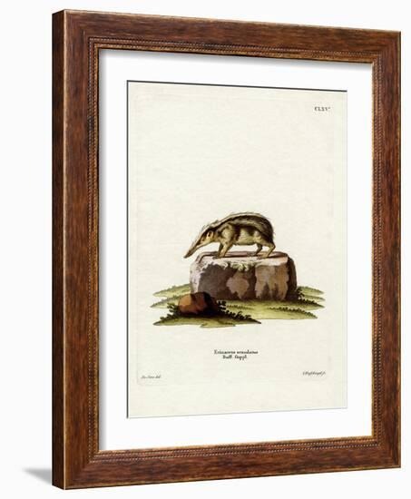 Tailless Tenrec-null-Framed Giclee Print