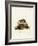 Tailless Tenrec-null-Framed Giclee Print