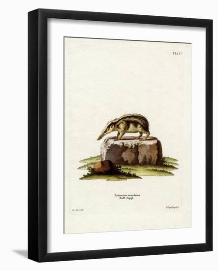 Tailless Tenrec-null-Framed Giclee Print