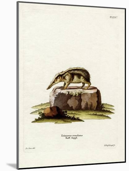 Tailless Tenrec-null-Mounted Giclee Print