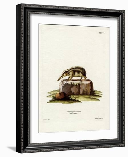 Tailless Tenrec-null-Framed Giclee Print