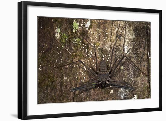 Tailless Whip Scorpion, Yasuni NP, Amazon Rainforest, Ecuador-Pete Oxford-Framed Photographic Print