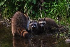 A Cute Family of Raccoons in Early Spring-Tailor Hartman-Photographic Print