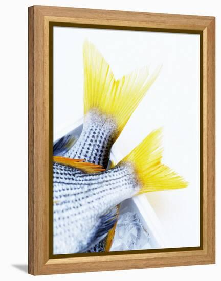 Tails of Two Yellowfin Seabream-Marc O^ Finley-Framed Premier Image Canvas