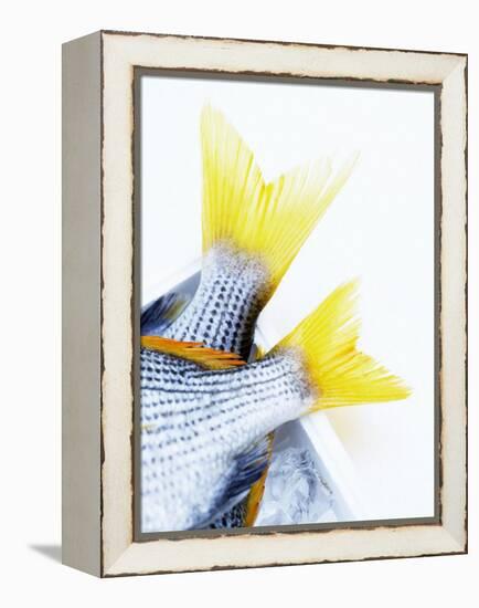 Tails of Two Yellowfin Seabream-Marc O^ Finley-Framed Premier Image Canvas