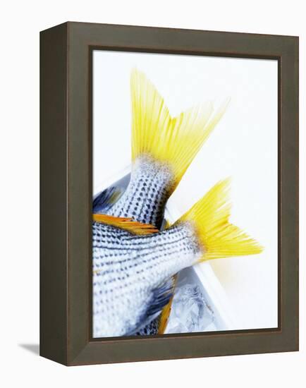 Tails of Two Yellowfin Seabream-Marc O^ Finley-Framed Premier Image Canvas