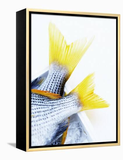 Tails of Two Yellowfin Seabream-Marc O^ Finley-Framed Premier Image Canvas