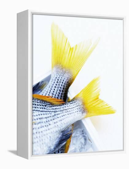 Tails of Two Yellowfin Seabream-Marc O^ Finley-Framed Premier Image Canvas