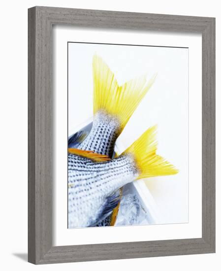 Tails of Two Yellowfin Seabream-Marc O^ Finley-Framed Photographic Print