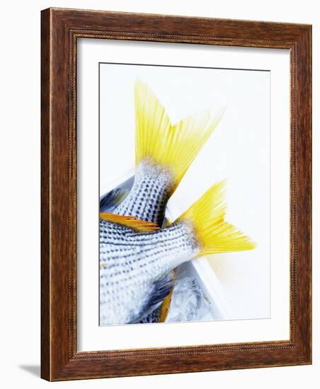 Tails of Two Yellowfin Seabream-Marc O^ Finley-Framed Photographic Print