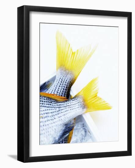 Tails of Two Yellowfin Seabream-Marc O^ Finley-Framed Photographic Print