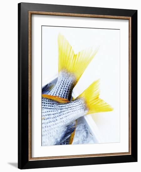 Tails of Two Yellowfin Seabream-Marc O^ Finley-Framed Photographic Print