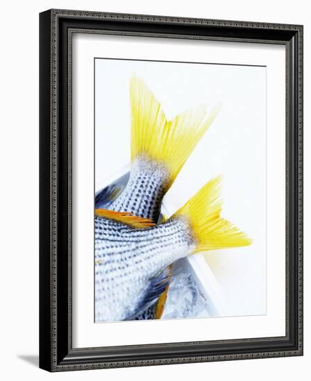 Tails of Two Yellowfin Seabream-Marc O^ Finley-Framed Photographic Print