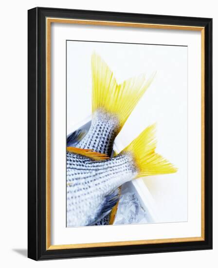Tails of Two Yellowfin Seabream-Marc O^ Finley-Framed Photographic Print