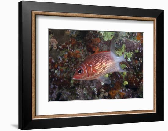 Tailspot Squirrelfish Swimming in Fiji-Stocktrek Images-Framed Photographic Print