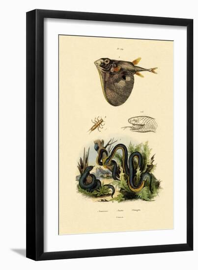 Taiwan Habu, 1833-39-null-Framed Giclee Print