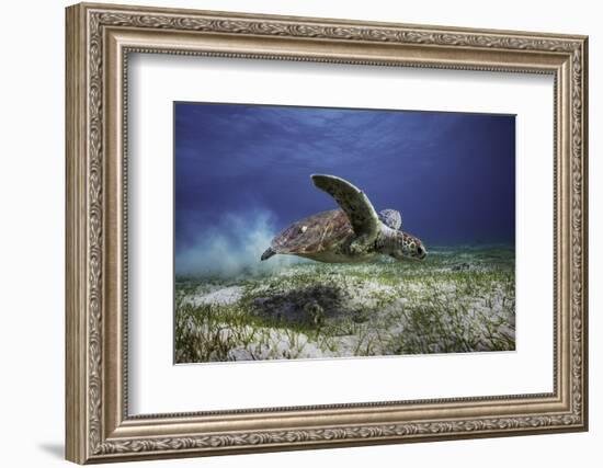 Take Off-Barathieu Gabriel-Framed Photographic Print